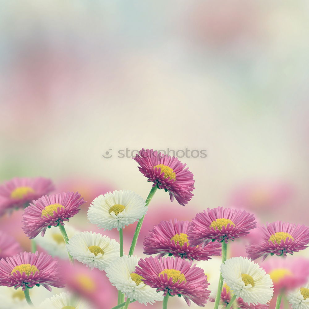 Image, Stock Photo before autumn Nature Plant