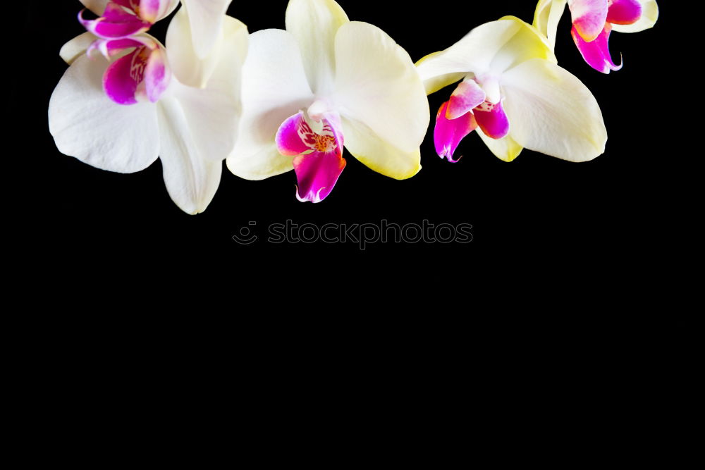 Similar – Image, Stock Photo orchid Orchid Plant