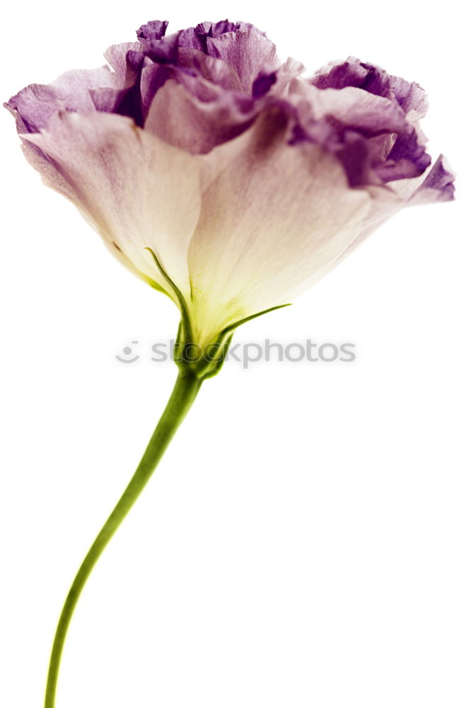 Similar – Image, Stock Photo French flax, linum narbonense,