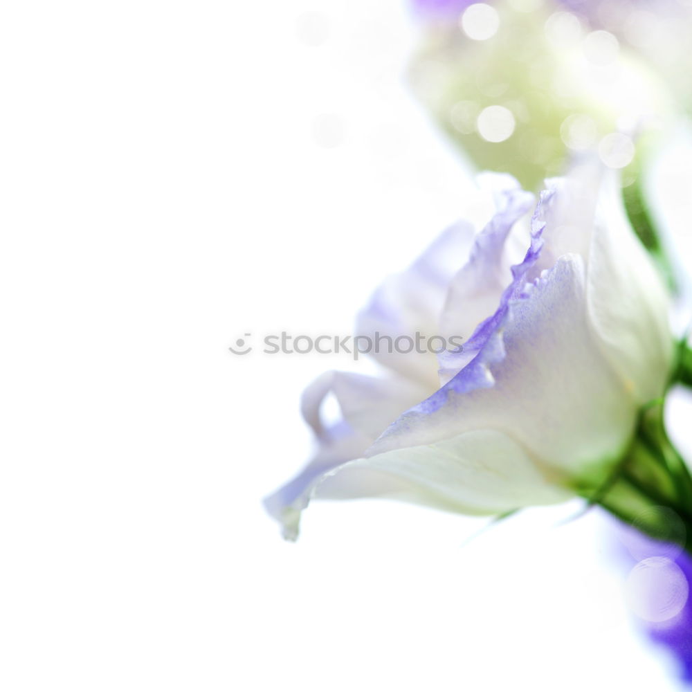 Similar – Image, Stock Photo be blue Nature Plant