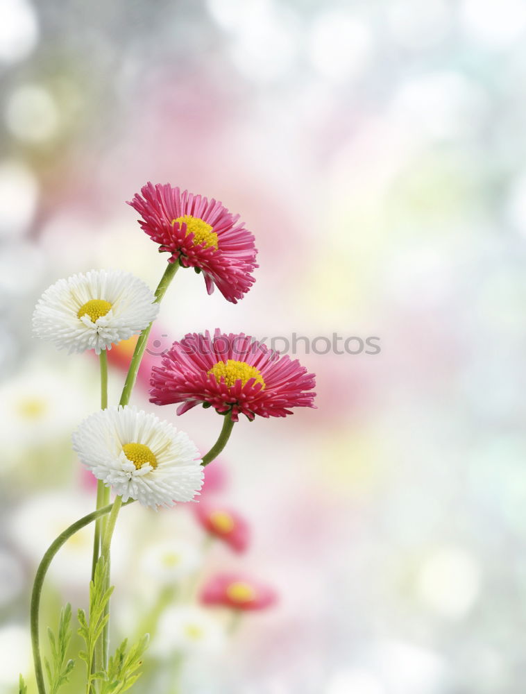 Similar – Foto Bild hummlisch Hummel Blüte