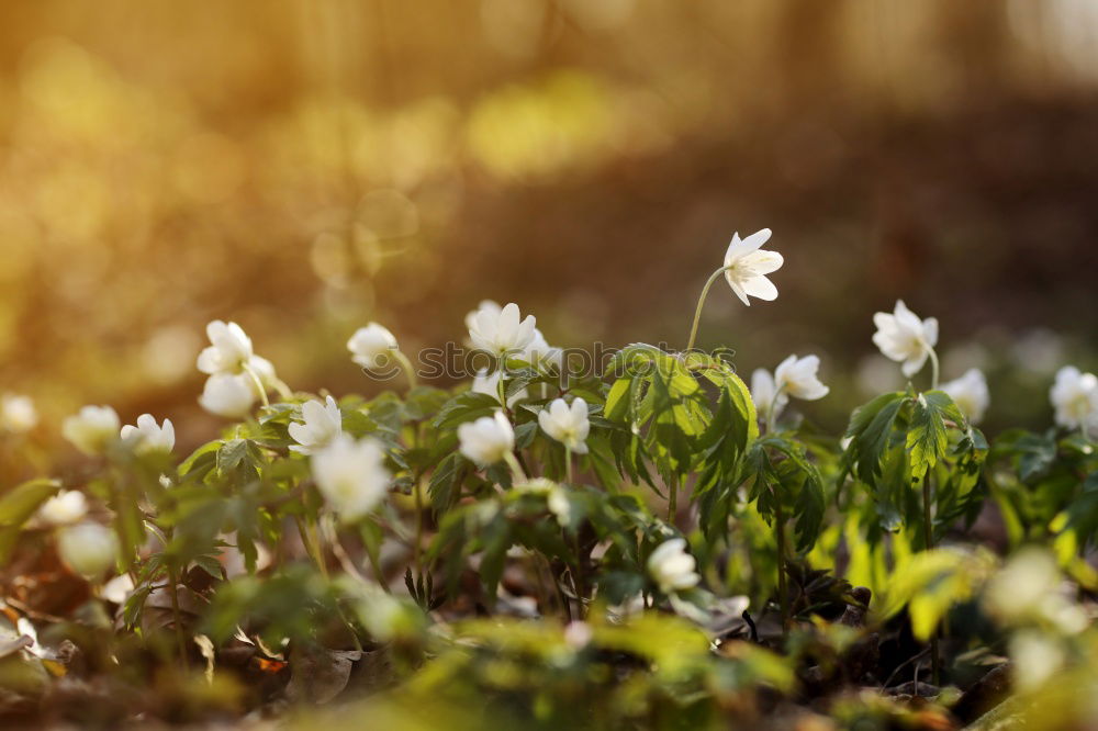 Similar – Frühling 3 mehrere