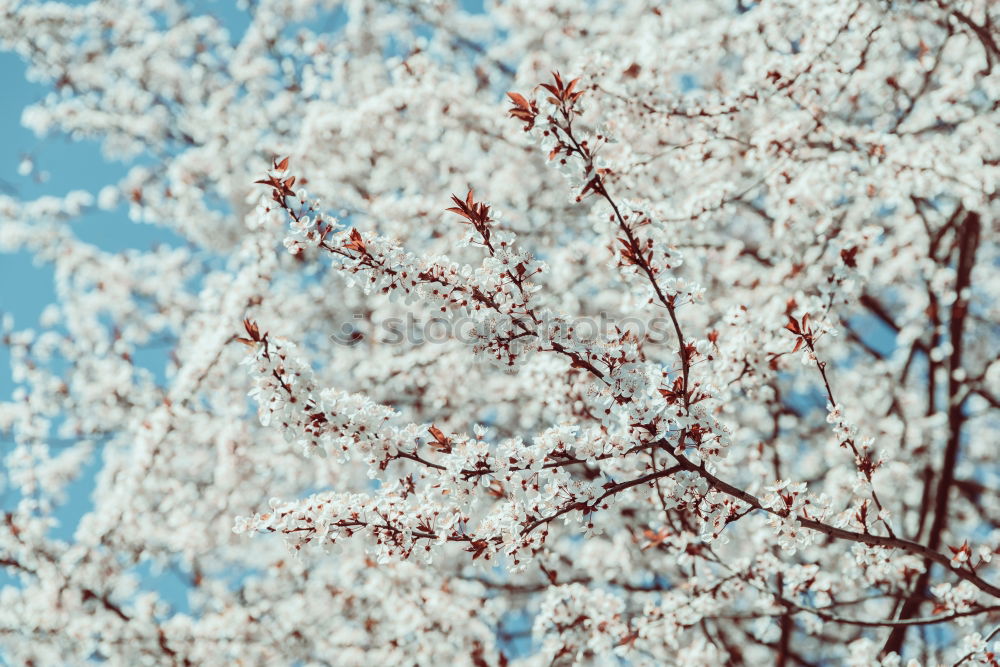 Similar – Image, Stock Photo magnolia Nature Plant Sky