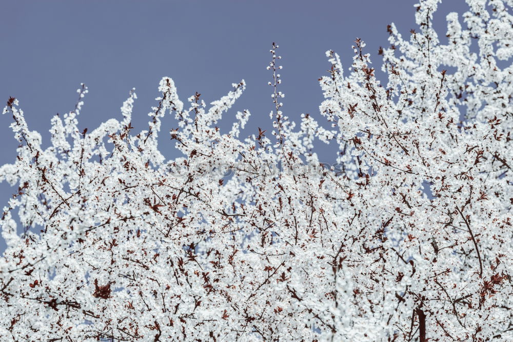 Similar – Foto Bild Schneehäubchen Baum