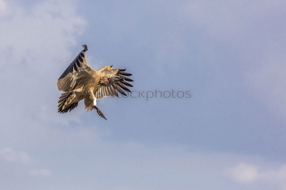 Similar – white-tailed eagle Hunting