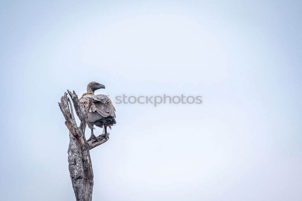 Similar – Image, Stock Photo under a lot of stress