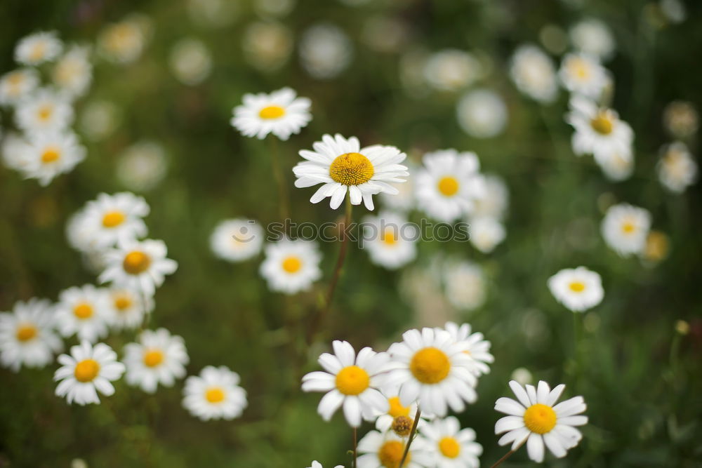 Similar – Image, Stock Photo small white Flower Plant