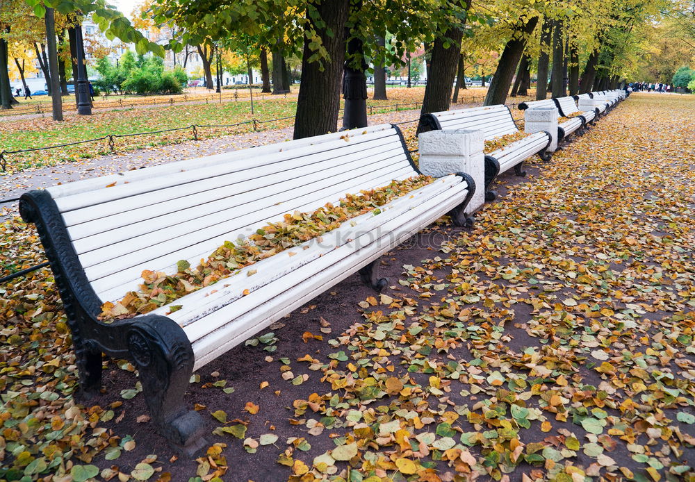 Similar – Schon besetzt Herbst Blatt