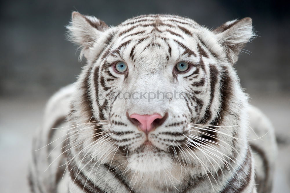 Similar – Close up portrait of Siberian tiger looking at camera