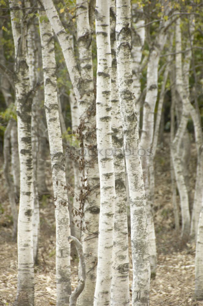 Similar – birch. Environment Nature