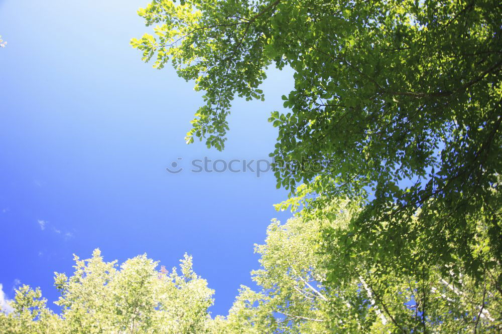 Similar – Image, Stock Photo green Environment Nature