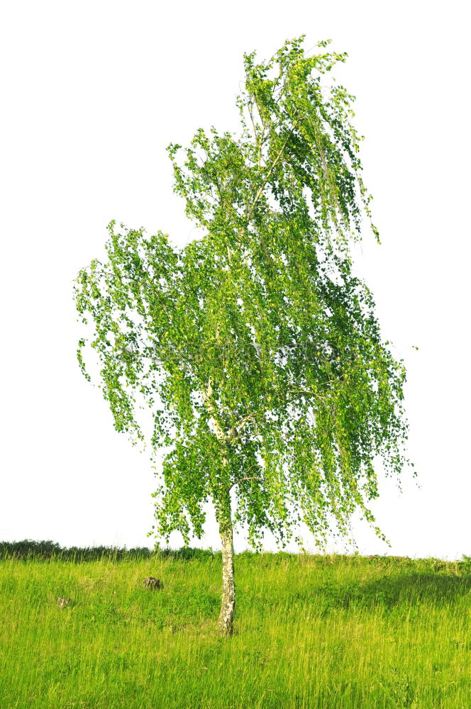 Similar – Zuversicht Erfolg Frühling