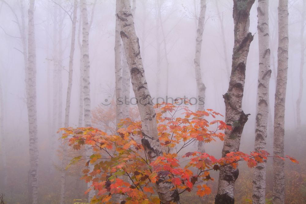 Similar – Image, Stock Photo In sour weather in autumn foggy forest