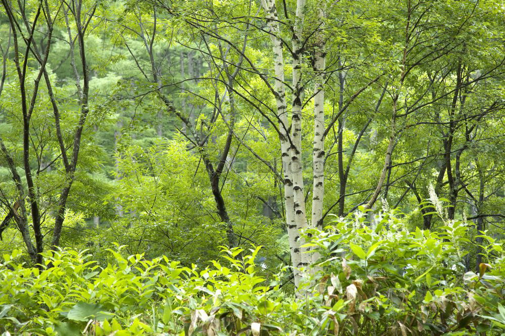 Similar – Image, Stock Photo Green mixed woods Forest