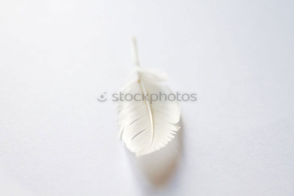 Image, Stock Photo white feather and weight