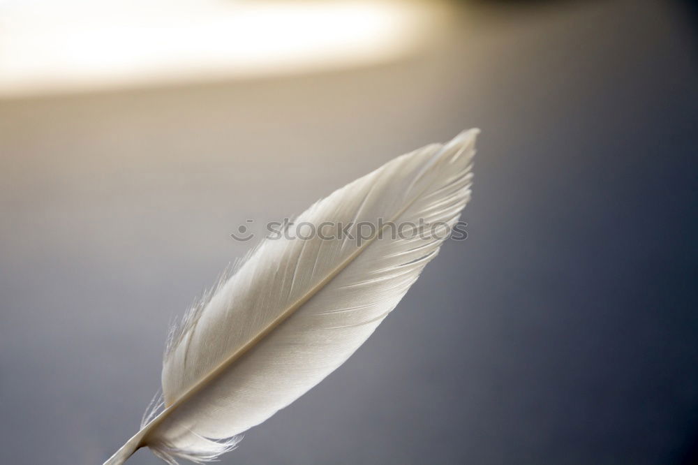 Image, Stock Photo Four white feathers with golden lace on a dark blue background