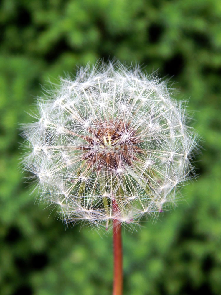 Similar – Image, Stock Photo Love in the grass Nature