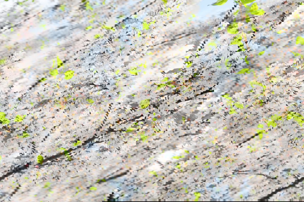 Similar – Image, Stock Photo bawler Environment Nature