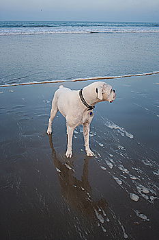 Similar – On the beach Dog Mastiff