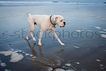 Similar – On the beach Dog Mastiff