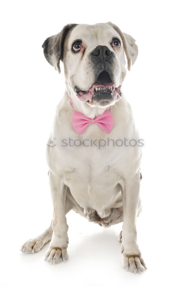 Similar – Image, Stock Photo cute young small white dog wearing a modern bowtie. Sitting on the wood floor and looking at the camera.White background. Pets indoors