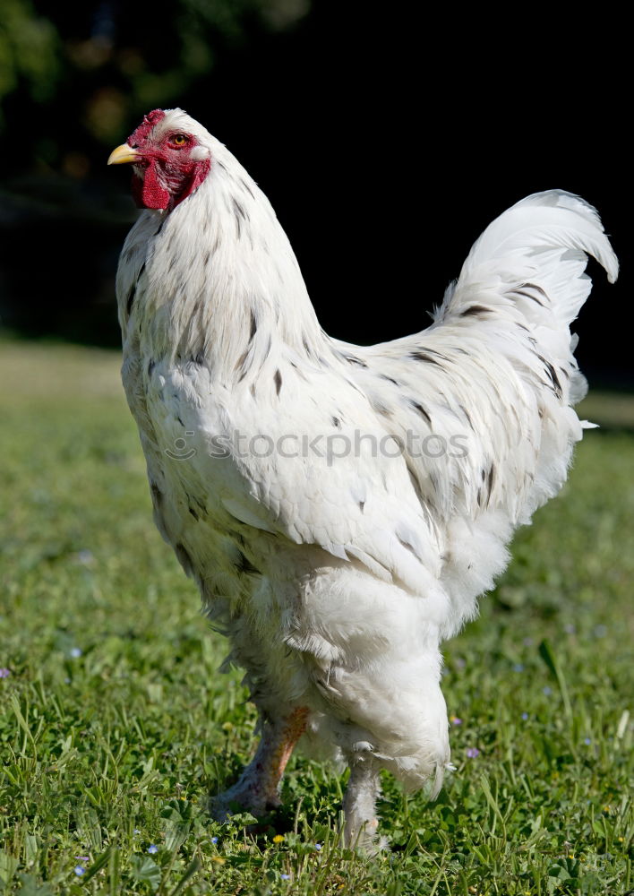 Juvenile hens IV chicken