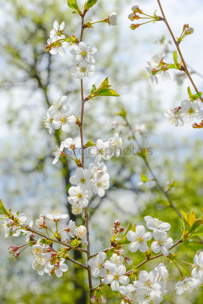 Similar – Image, Stock Photo BLOOD TERROR Flower