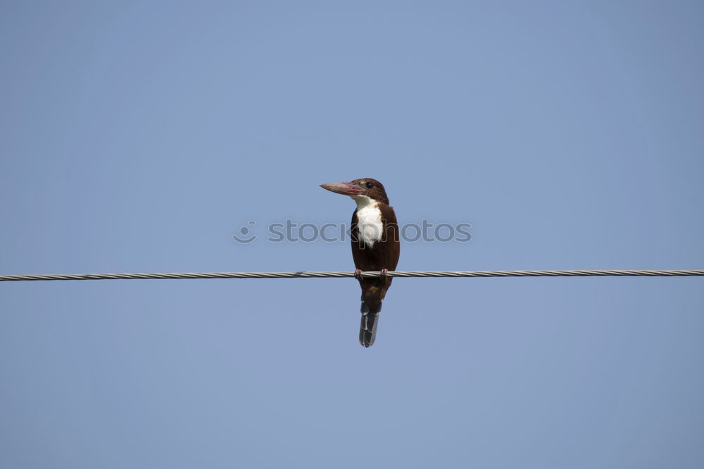 Similar – Image, Stock Photo tightrope walkers Nature