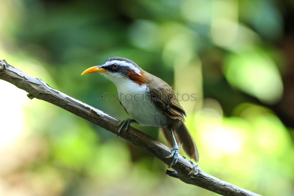 Similar – Kingfisher on Sri Lanka