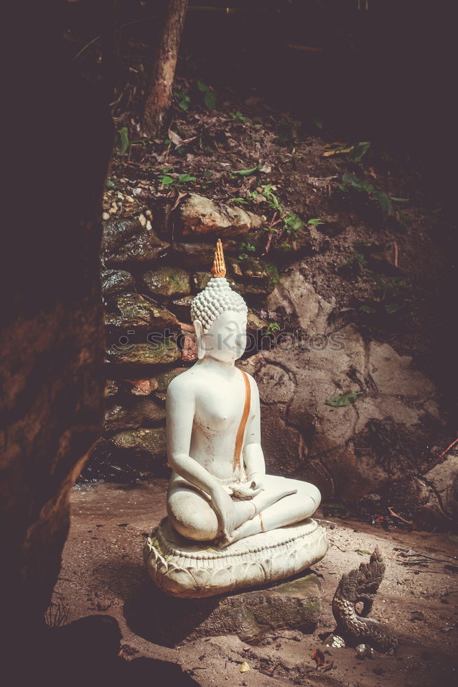 Similar – Image, Stock Photo Buddha Nature Plant Grass