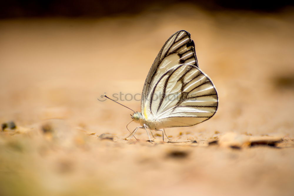Similar – Image, Stock Photo feather Feather Wing Jay