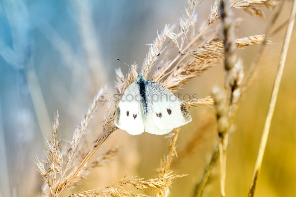 Similar – Image, Stock Photo Blue in the evening light