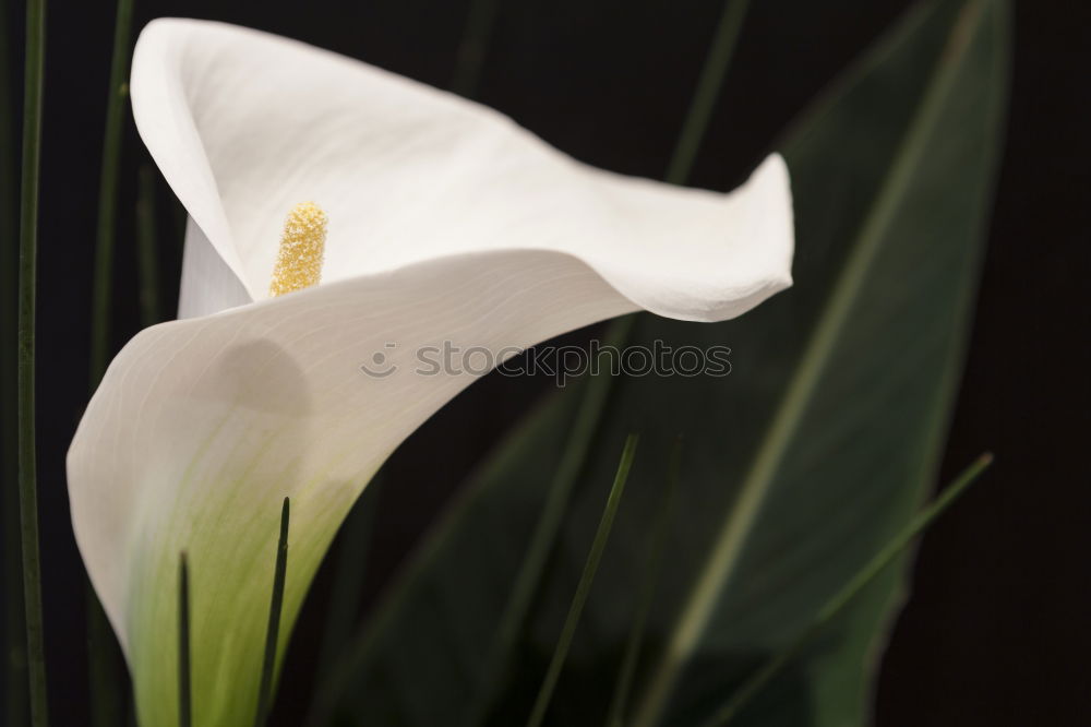 Similar – Ornamental garlic buds, allium, bud,