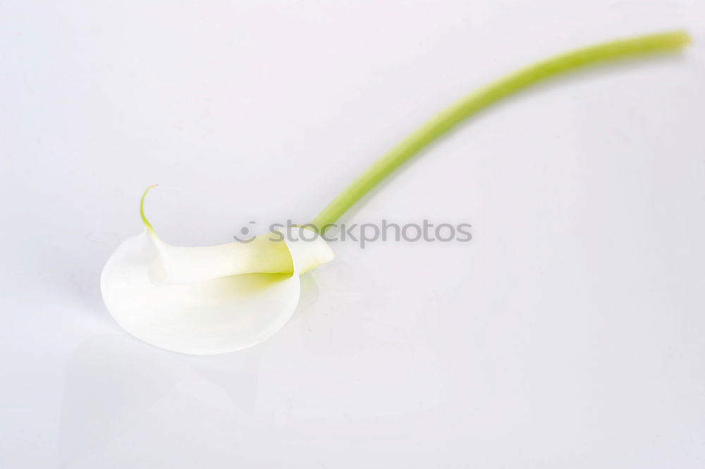 Similar – Image, Stock Photo Caper; Capparis; spinosa