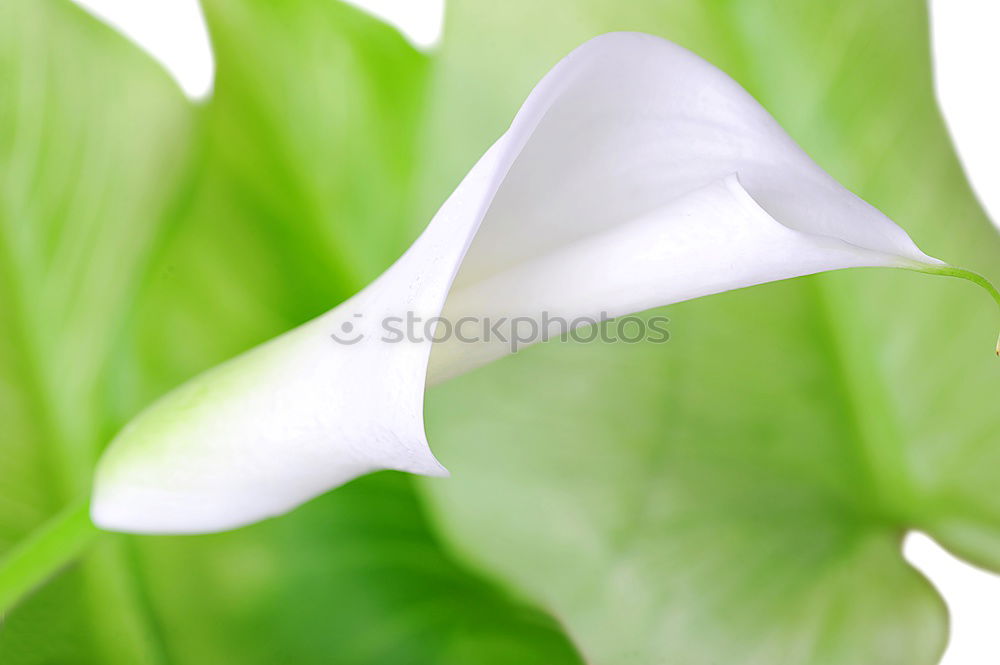 Similar – Image, Stock Photo lily of the valley II