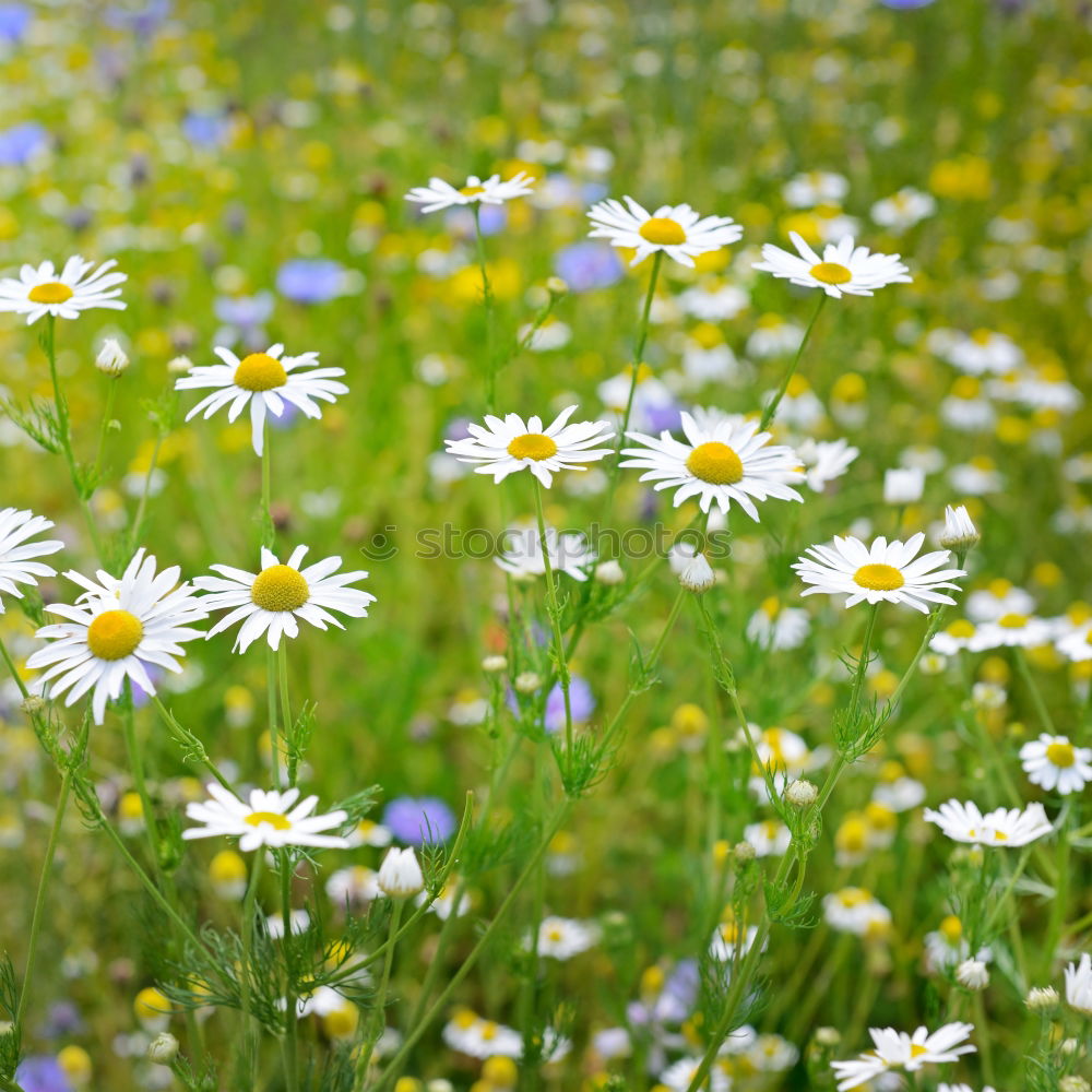 Similar – Multicolored Flowers Daisy