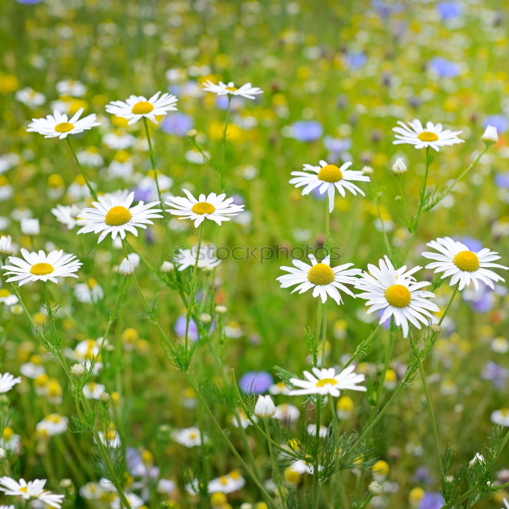 Similar – More flowers. Nature Plant