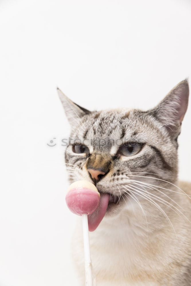 Similar – Image, Stock Photo Thirsty cats Beverage