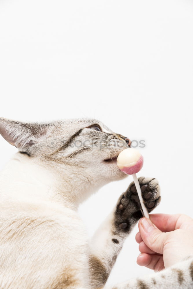 Similar – Image, Stock Photo cat wash Lifestyle Joy