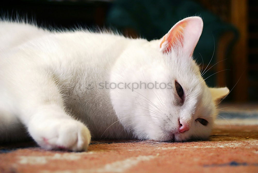 Similar – Image, Stock Photo semi-retirement Animal Pet