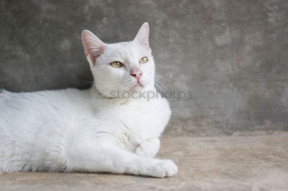 Similar – Image, Stock Photo Strays on Crete Summer