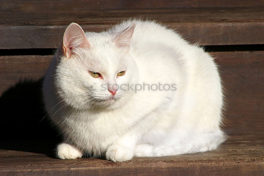 Similar – a beige fluffy cat with dirty ears and blue strait eyes