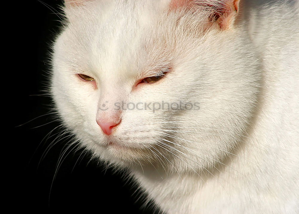 Image, Stock Photo hangover Cat Pelt Animal