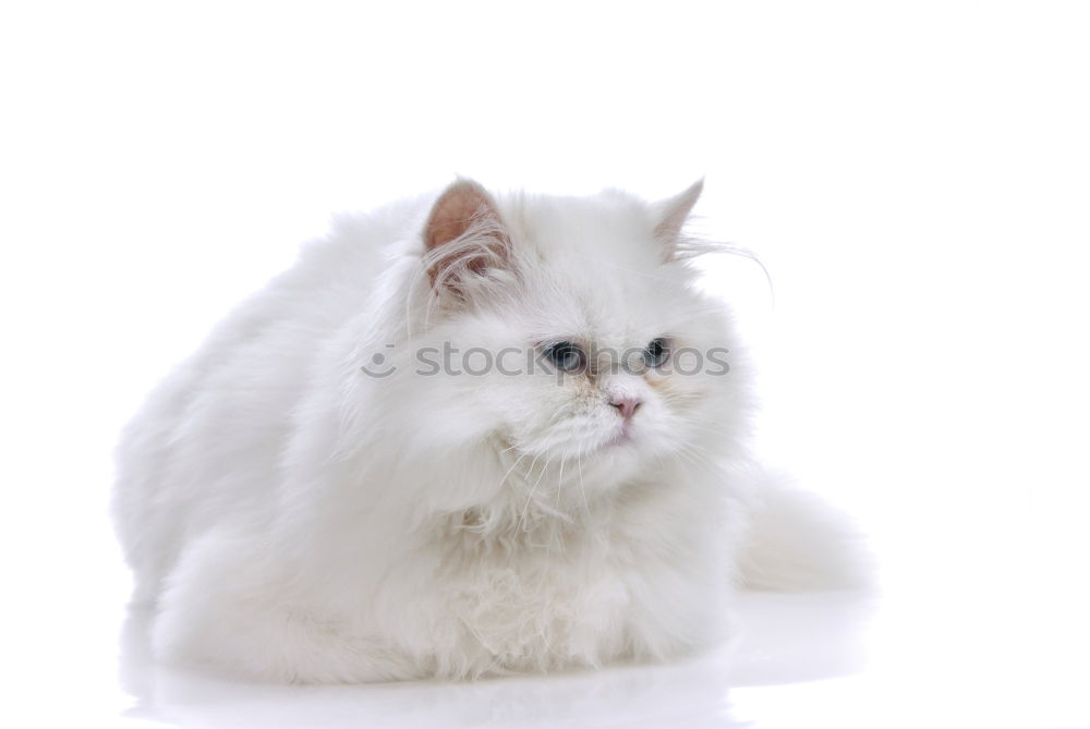 Similar – Image, Stock Photo hungry unhappy cat Pet Cat