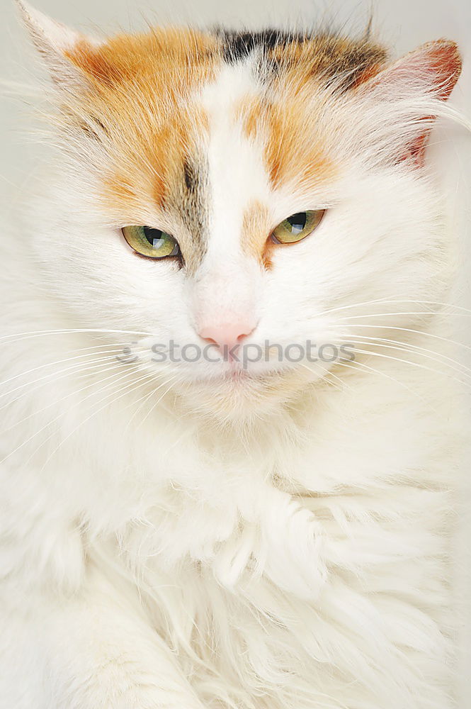 Similar – Image, Stock Photo hangover Cat Pelt Animal