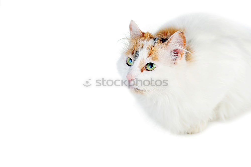 Similar – Image, Stock Photo sweet doughnuts Pet Cat 1