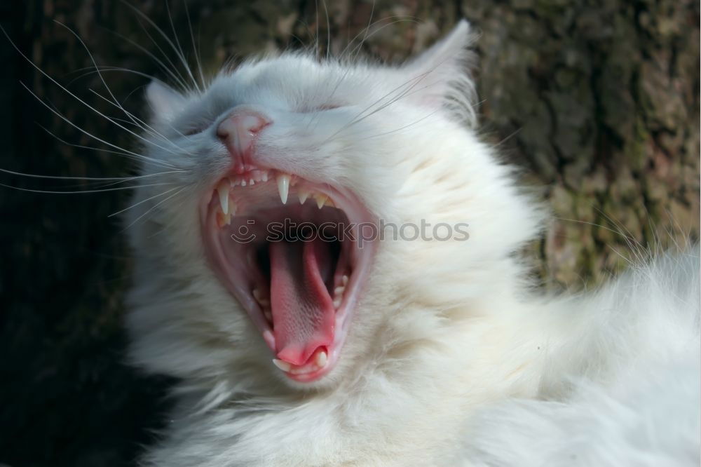 Similar – bottom view of maine coon cat licking glass table