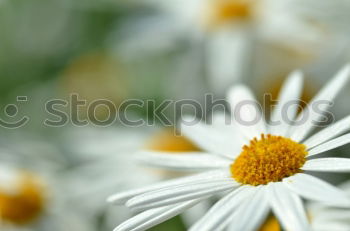 Similar – daisies Nature Plant