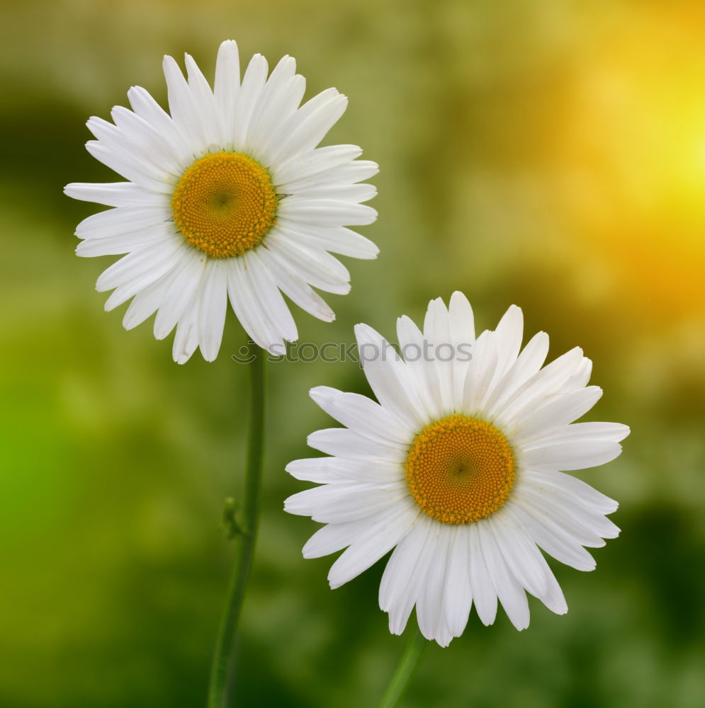 Similar – Frühlingsblumen bei Sommertemperaturen