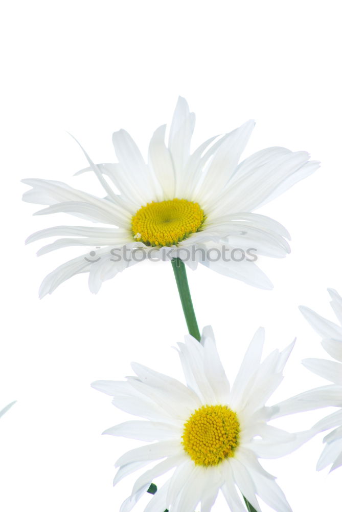 Similar – white flowers Flower